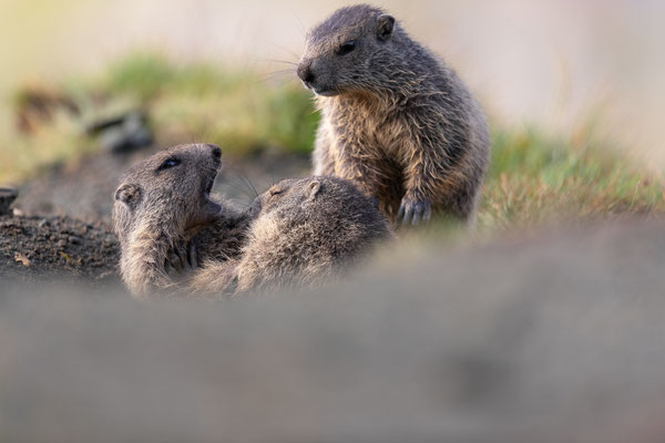 Junge Murmeltiere - Nationalpark Hohe Tauern