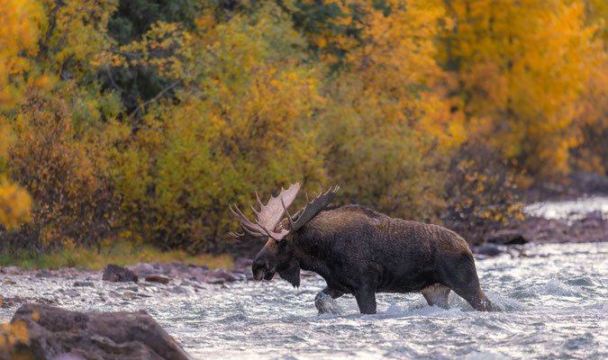 Flussüberquerung eines Elchbullen in den kanadischen Rocky Mountains
