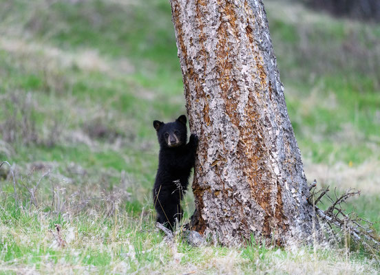 Kleiner Schwarzbär im Yellowstone