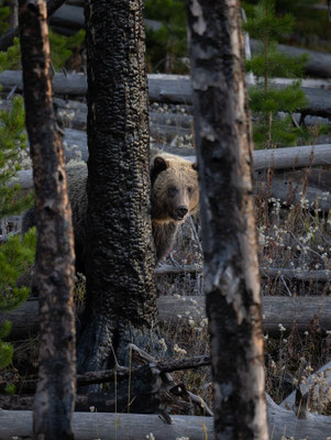 Grizzly Junges - Yellowstone