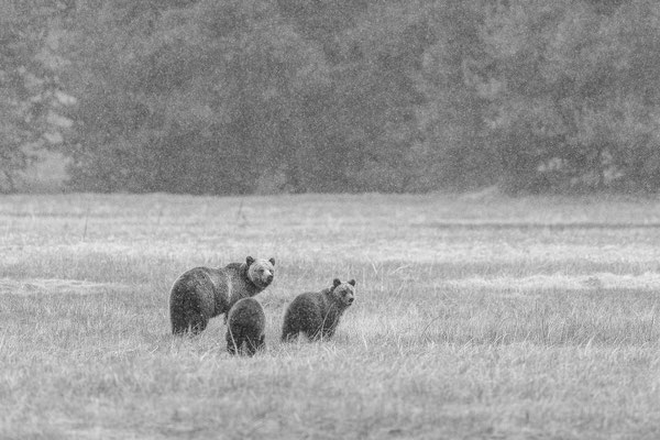 Grizzlys im Schneefall - Yellowstone