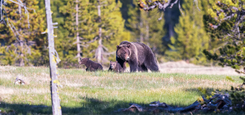 Grizzly Bärin mit Jungen - Yellowstone NP, Wyoming
