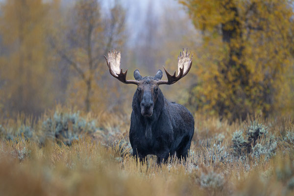 Elchbulle im Regen - Wyoming