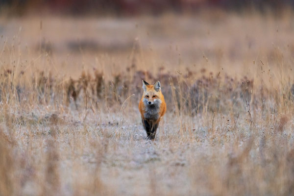 Rotfuchs auf der Jagd in Wyoming