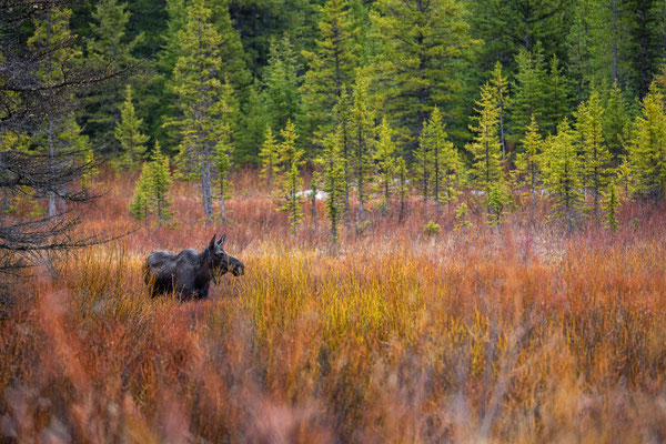 Elchkuh - Yellowstone