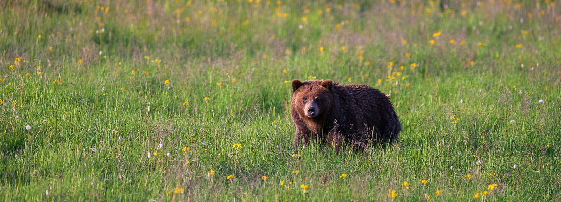 Grizzly Bär - Yellowstone NP, Wyoming