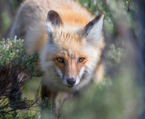 Rotfuchs in Wyoming