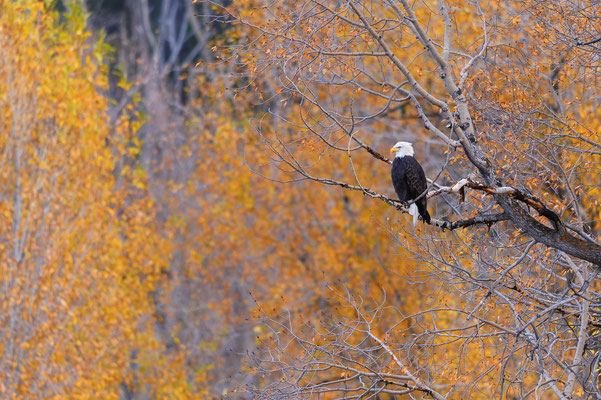 Seeadler im Herbst - Wyoming