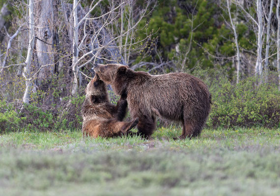 Die berühmteste Bärin der Welt "399" mit ihrem Jungem - Teton National Park