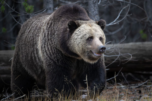 Grizzly - Yellowstone