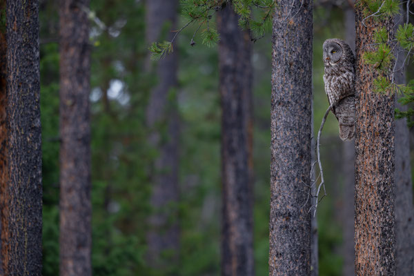 Bartkauz in Wyoming