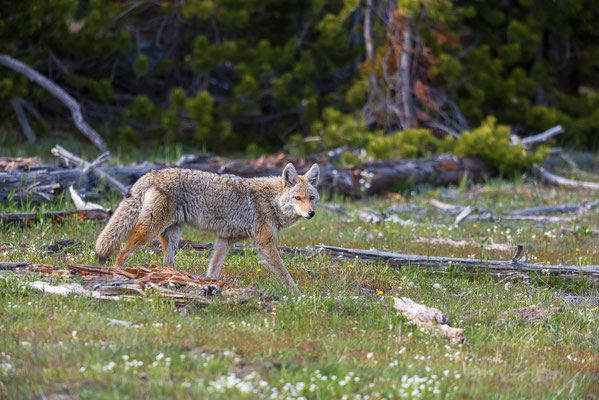 Kojote - Yellowstone NP, Wyoming