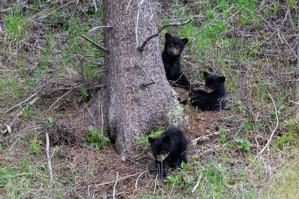 Drei Schwarzbären Junge im Gras - Yellowstone NP, Wyoming