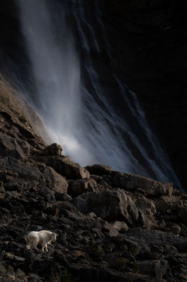 Bergziege bei den  Takakkaw Falls in den Rocky Mountains