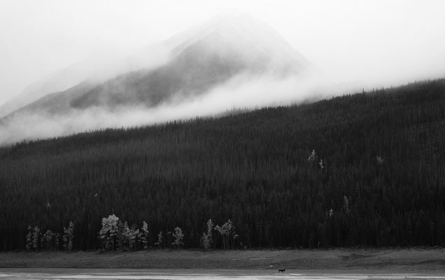 Elchbulle - Kanada