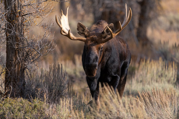 Elchbulle in Wyoming