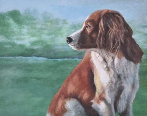 Kooikerhondje Yang mit grünem Hintergrund