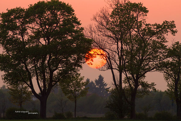 Untergehende Sonne, Tamron SP AF 300mm F2,8 an der Sony Alpha 77 (MK-I)