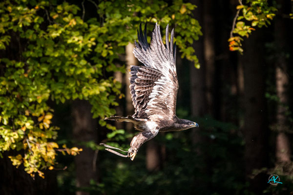 Nikon D770 & Sigma 120-400mm  |   400mm  |   Blende 6,3  |   1/1250s.  |   ISO 1800