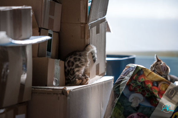 Parallel zum Containerausbau wird zuhause schon gepackt. Die Bengalenbabys sind die einzigen, die das toll finden :-P