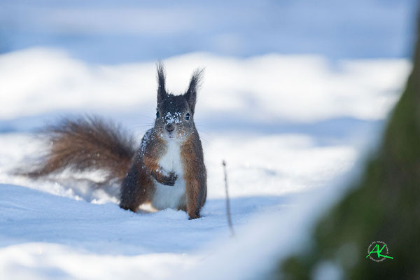 Eichhörnchen im Schnee