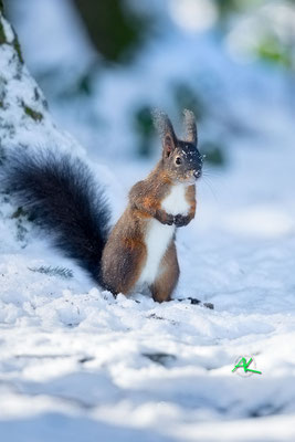 Eichhörnchen im Schnee