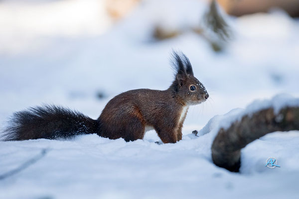 Eichhörnchen im Schnee