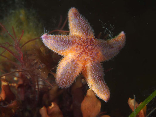 kleiner Gemeiner Seestern (Asterias rubens), max. 5 cm, auf Alge am Tauchplatz "Sturmvogel"