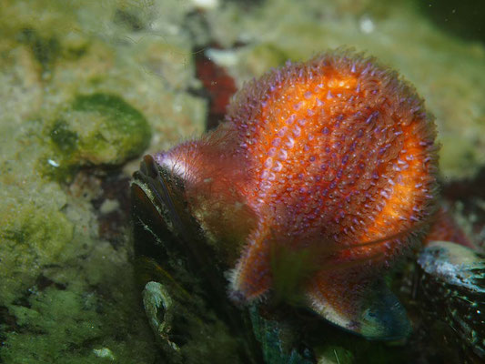 Gemeiner Seestern (Asterias rubens) beim Fressen am Tauchplatz "Sperrgebiet"