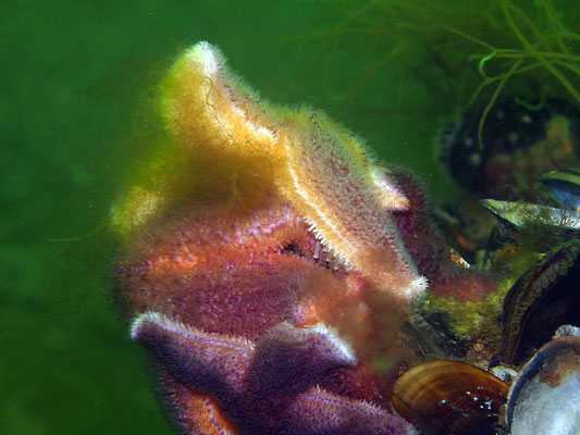 Seestern am Tauchplatz "Sperrgebiet"