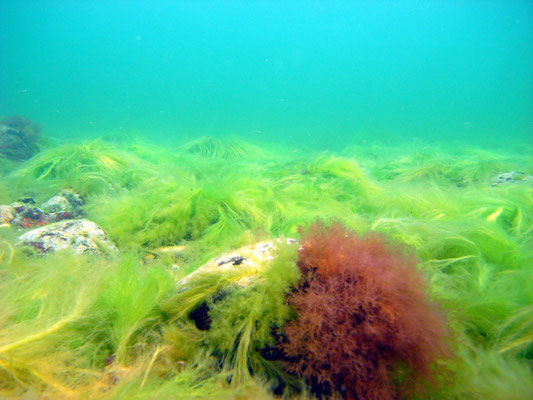 Strand-Tauchgang