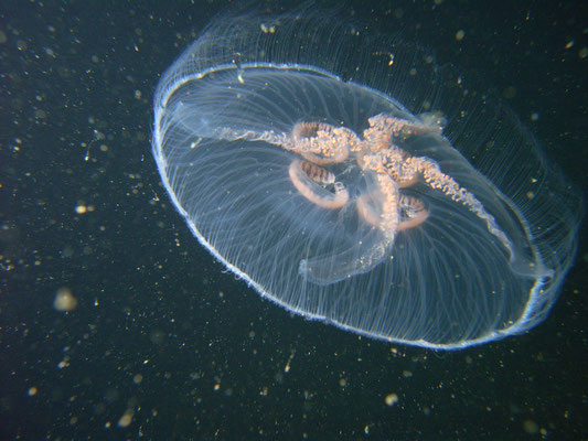 Ohrenqualle (Aurelia aurita)