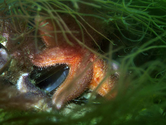 Gemeiner Seestern (Asterias rubens) am Tauchplatz "Sperrgebiet"