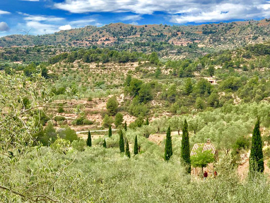 Finques d'oliveres amb cabana i xipresos. Zona Vallmajor (Bovera)