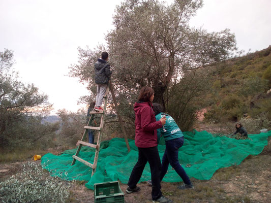 Activitat de recollida d'olives amb escales "banc". Zona Vallmajor (La Granadella)