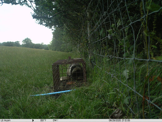 Badger in cage