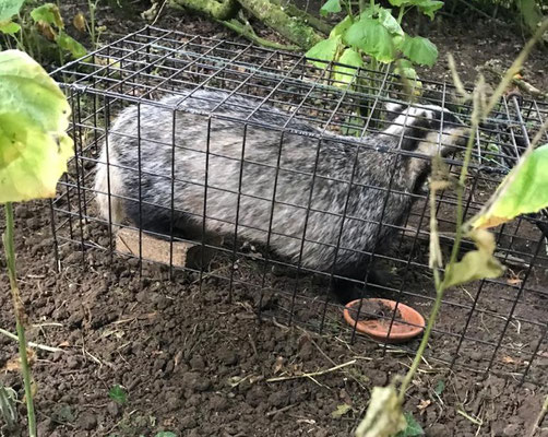 Badger in cage