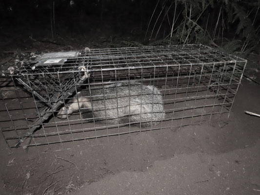 Badger in vaccination cage