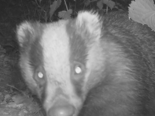 Close up of badger at vaccination site