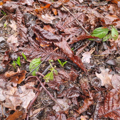 Bluebells emerging from the leaf litter