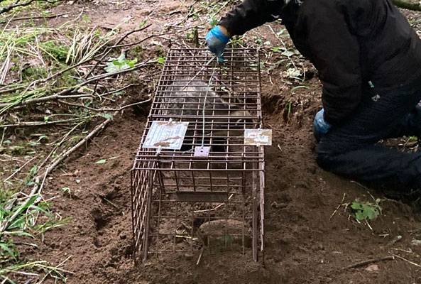 Fur clip to spray mark and show badger has been vaccinated