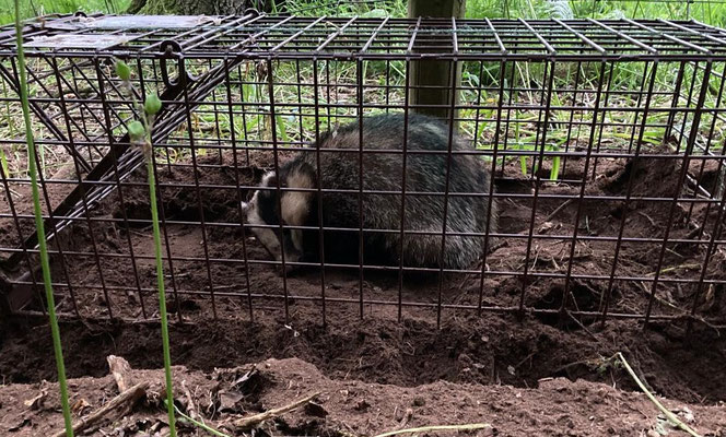 Fast asleep, chilled out badger