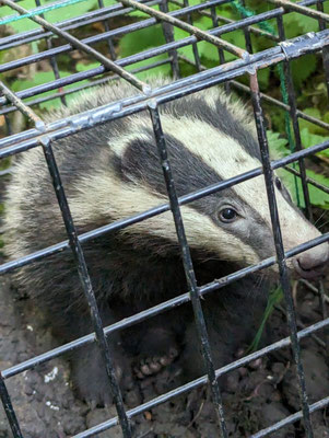 Badger waiting to be released