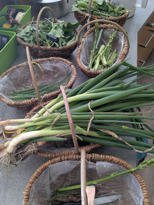 Frühling - Altailauch und Spargel