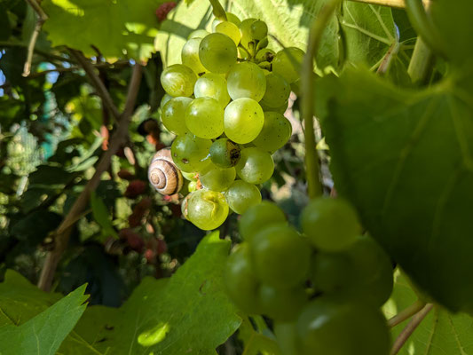Wein