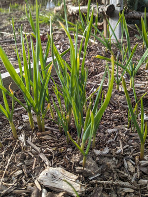 Frühling - Schlangenknoblauch