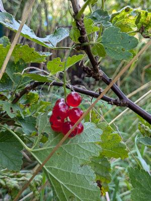 Rote Johannisbeere