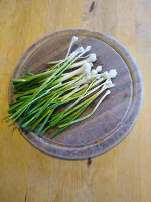 Frühling - Schnittporre