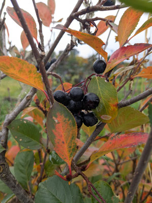 Aronia