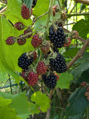 Brombeere
